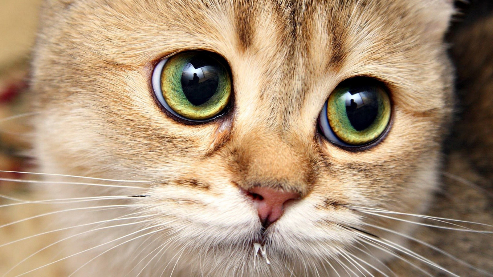 แมว, จมูก, เครา, ตา, สัตว์ป่า, สัตว์เลี้ยงลูกด้วยนม, 1920x1080 px, สัตว์มีกระดูกสันหลัง, อวัยวะ, ใกล้ชิด, แมวเหมือนสัตว์เลี้ยงลูกด้วยนม, การถ่ายภาพมาโคร, จมูก, แมวขนาดเล็กถึงขนาดกลาง, แมว tabby, แมวเหมียวในประเทศ, แมวเหม็นสนิม, shorthair ยุโรป