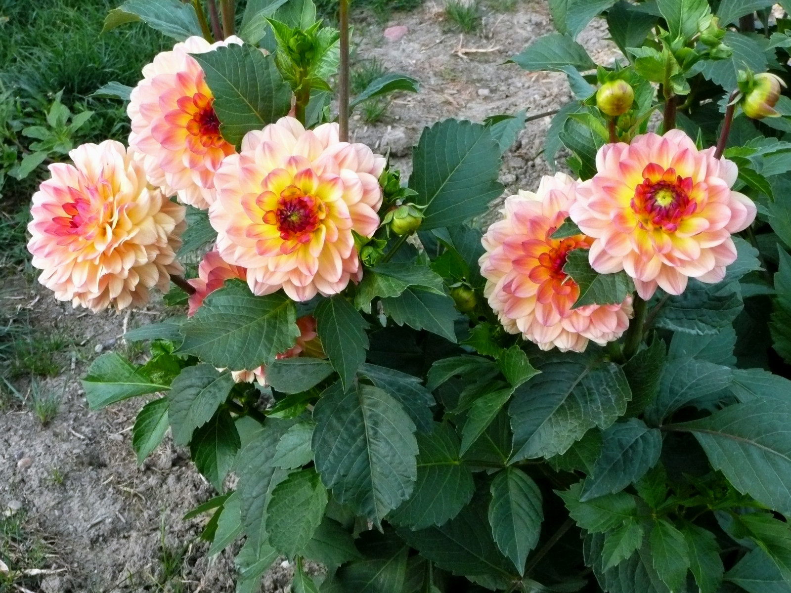ดอกไม้, สวน, สีเขียว, dahlias, ดอกไม้, ปลูก, ดอกดาเลีย, ดอกโบตั๋น, flowerbed, โรงงานที่ดิน, พืชดอก, ไม้พุ่ม, โรงงานประจำปี, กุหลาบสวน, ครอบครัวเดซี่, floribunda