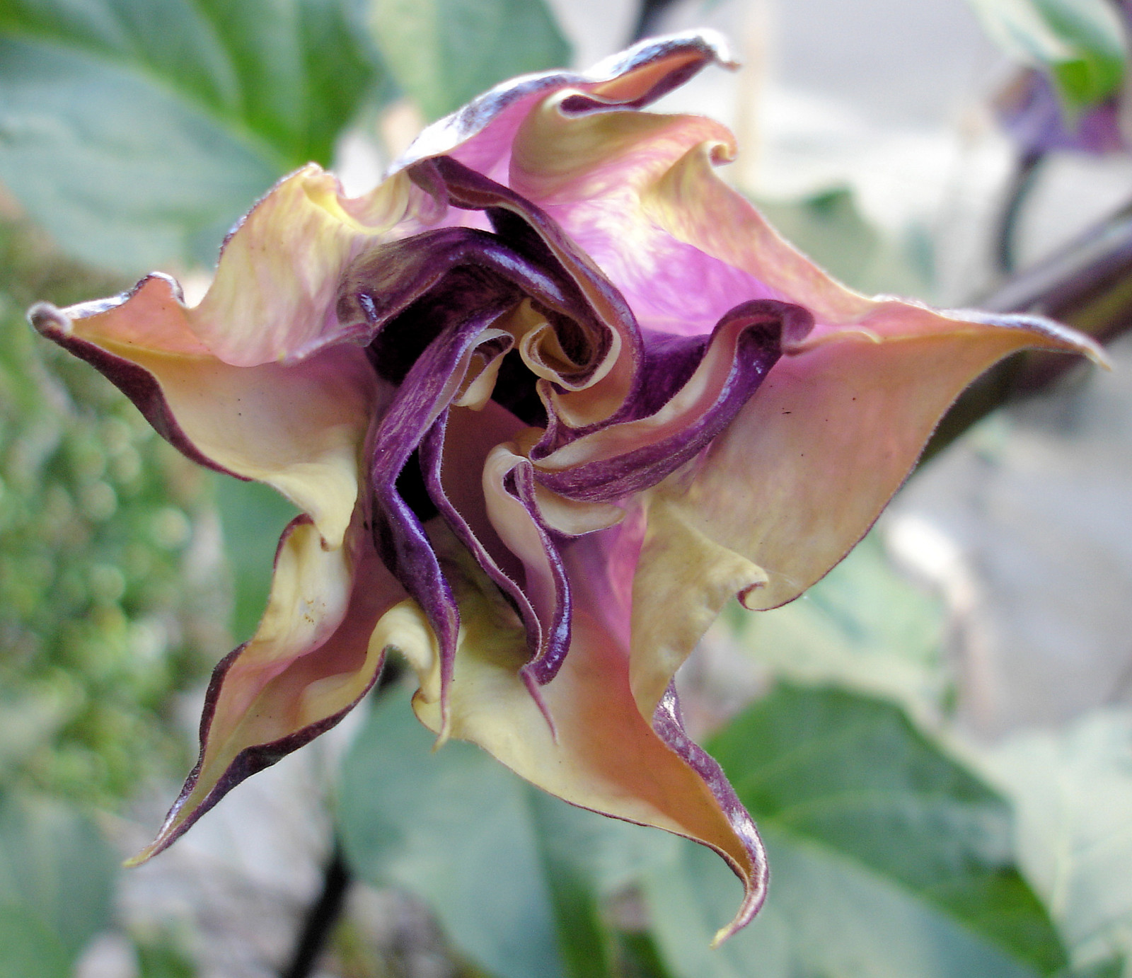 květiny, makro, nachový, durman, dokonalost, Brugmansia, Solanaceae