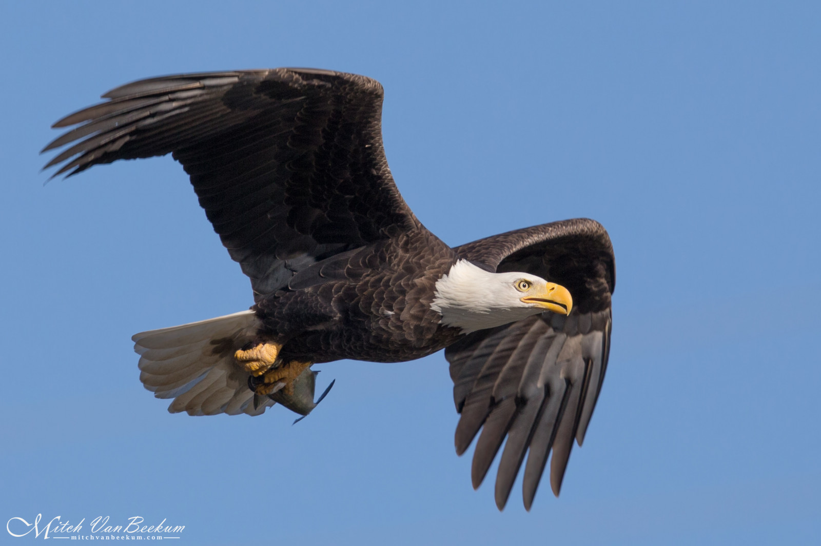 Orel bělohlavý, inflight, letící, Létat, Let, withfish, withprey, Ryba, rybolov, plešatý, orel, dospělý, Volně žijících živočichů, divoký, mitchvanbeekum, mitchvanbeekumcom, canon14teleconvertermkiii, canonef500mmf4lisiiusm, canoneos1dx, americký, americanbaldeagle, Conowingo, conowingodam, md, Maryland