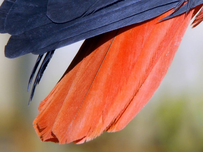 Červené,detail,barvy,Pírko,pako