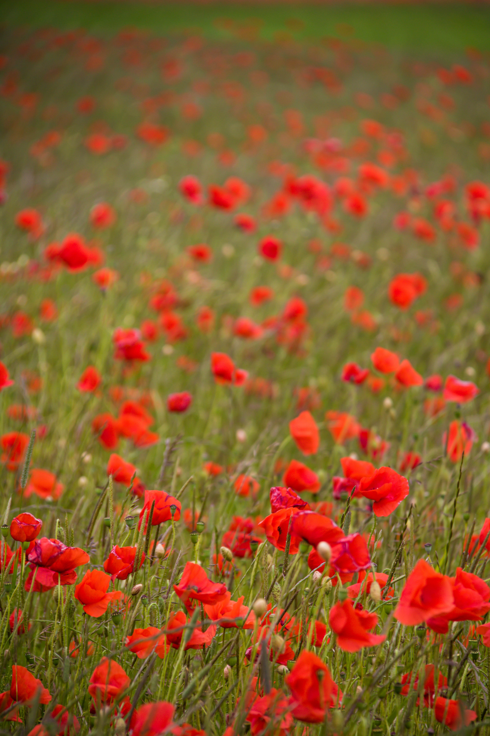 krajina, Červené, tráva, pole, tyč, květ, lučina, rostlina, mák, flóra, Blomma, f lt, vallmo, s dersl tt, landskap, exif modelu canoneos760d, Kamera aby kánon, Model fotoaparátu canoneos760d, geolocation, EXIF čočka efs18200mmf3556is, EXIF otvor 56, exif focallength 200mm, exif aby kánon, EXIF isospeed 100, okvětní lístek, skateholm, louka, divoká rostlina, prérie, coquelicot, místo výskytu, přírodní prostředí, suchozemská rostlina, kvetoucí rostlina, tráva rodina, mák rodina