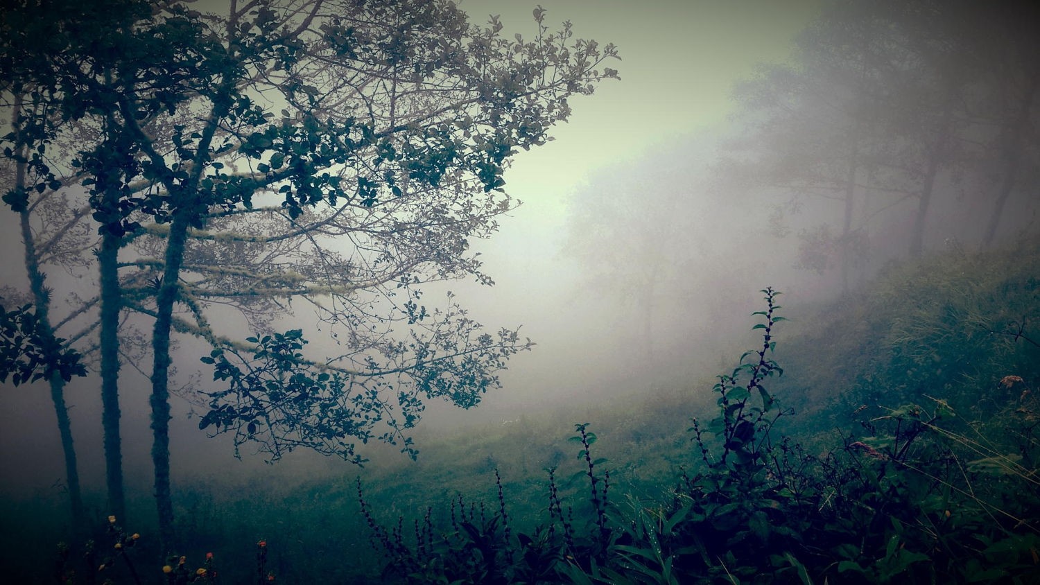 slunečnímu záření, stromy, krajina, les, západ slunce, Příroda, odraz, tráva, větev, kopce, ráno, mlha, atmosféra, křoví, květy, mrak, strom, mlha, list, květ, počasí, svítání, tma, místo výskytu, atmosférický jev