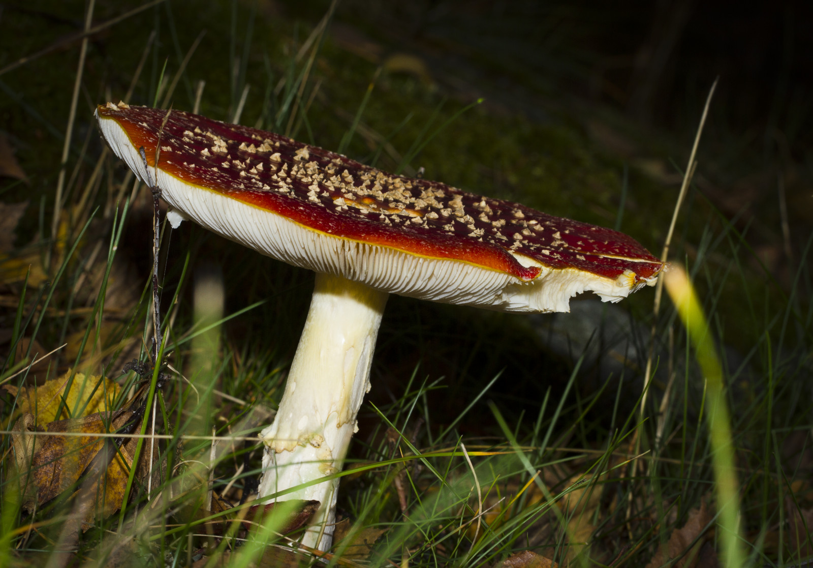 podzim, Příroda, tráva, makro, houba, Norsko, Kánon, bokeh, Oslo, houba, podzim, eos, 7d, flyagaric, norge, Norsko, léčivý houba, jedlá houba, agaric, ingierstrand, amanita, muscaria, ingjerstrand, Mushromu