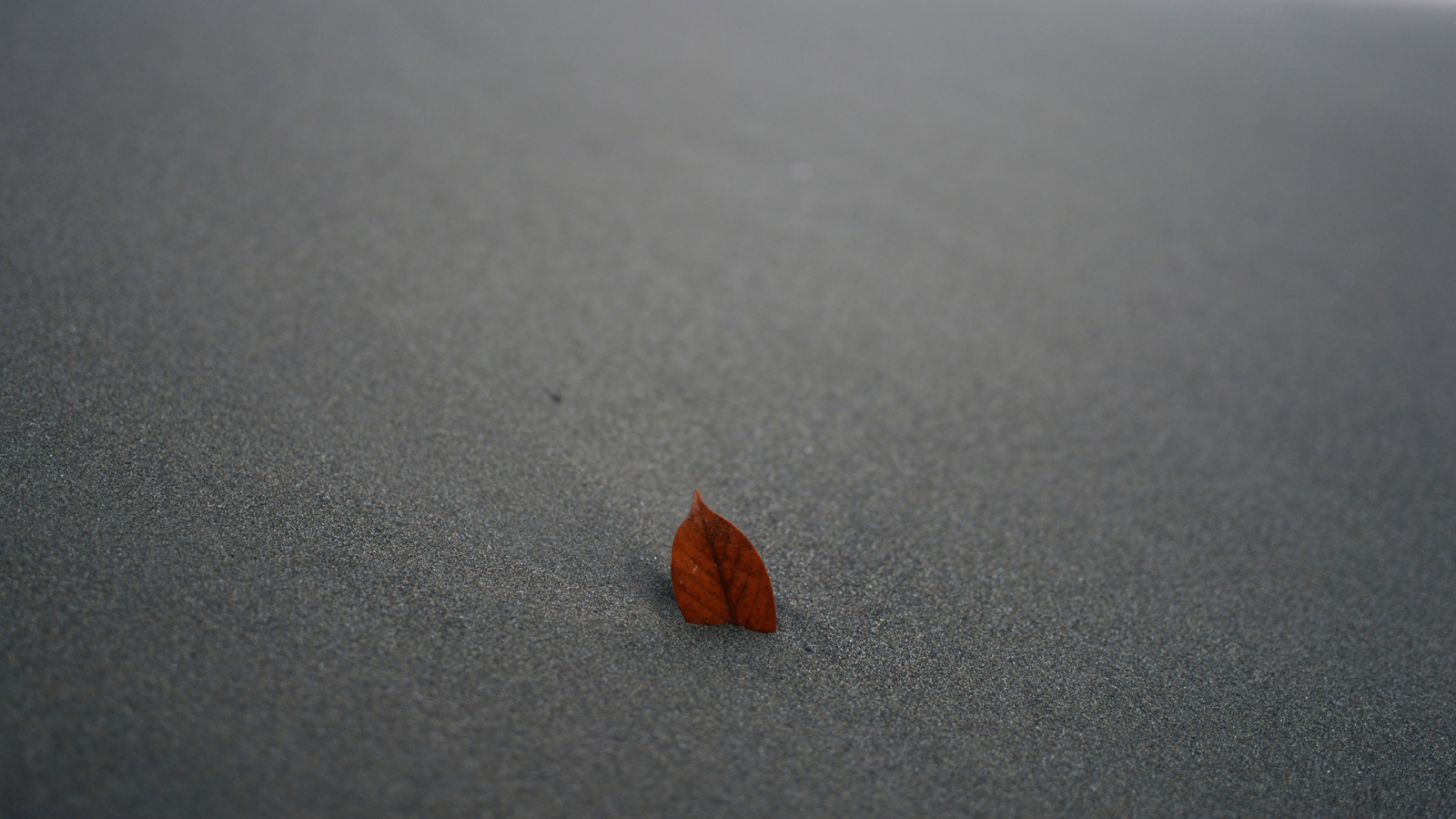 Wallpaper sand, leaves, minimalism 1920x1080 exodu944 1886561 HD Wallpapers WallHere