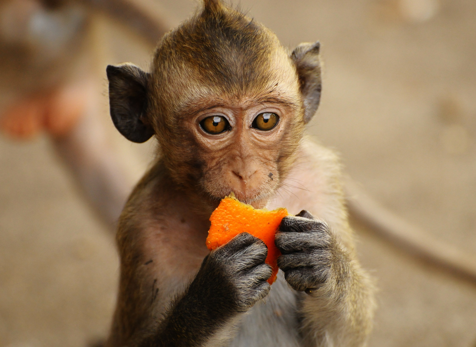tempio, mani, occhi, coda, natura, arancia, bambino, Nikon, scimmia, giungla, palle, Tailandia, NIKKOR, macaco, mammifero, d300, grugno, primate, organismo, platyrrhini, vecchia scimmia mondo, 70300vr, wildlifephotography, terrestrial animal