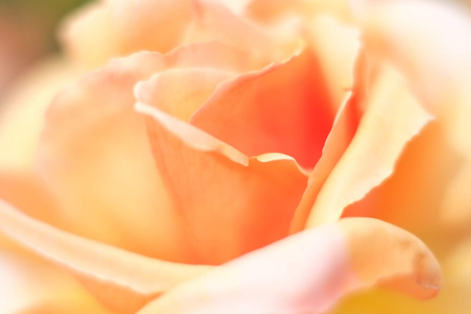 fotografování, žlutý, růže, růžový, Tokio, Fujifilm, květ, rostlina, okvětní lístek, Fujinon, Shinjuku, xpro1, xf, xf35mmf14r, x, shinjukugyoen, xf35mm, mcex, mcex11, suchozemská rostlina, kvetoucí rostlina, zblízka, makro fotografie, zahradní růže, růže rodina, růže objednávka