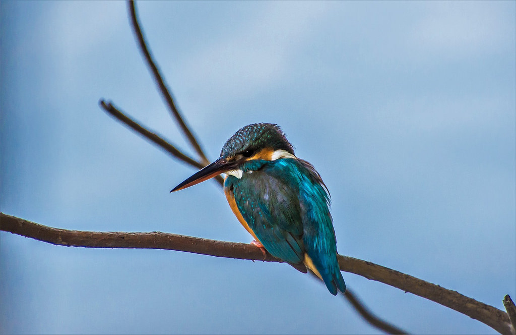 barvitý, Příroda, křídla, větev, modrý, Volně žijících živočichů, Nikon, život, bokeh, ledňáček, jasný, zobák, světlo, barva, NIKKOR, zvíře, hloubka pole, venkovní, pták, divoký, sezóna, dof, kolibřík, Pírko, křídlo, fauna, D7200, obratlovců, zblízka, makro fotografie