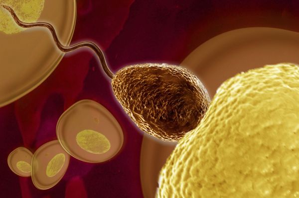 1sperm,2197x1463 px,abstract,abstraction,bokeh,cell