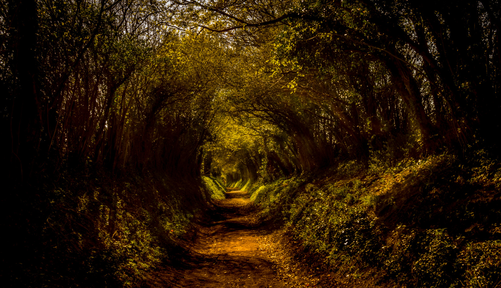 sollys, træer, landskab, Skov, hvid, sort, mørk, solnedgang, blomster, nat, klippe, natur, rød, græs, himmel, sten, Mark, fotografering, træ, afdeling, grøn, gul, blå, England, dyreliv, Sol, Canon, klipper, sten-, guld, jungle, tunnel, regnskov, Sussex, lys, longexposure, lang, udsættelse, træ, efterår, blad, blomst, plante, farve, sjovt, farverig, skov, vegetation, mørke, effekt, skov, lund, computer tapet, bagagerum, gamle vækst skov, tempereret løvfældende skov, løvfældende, West Sussex