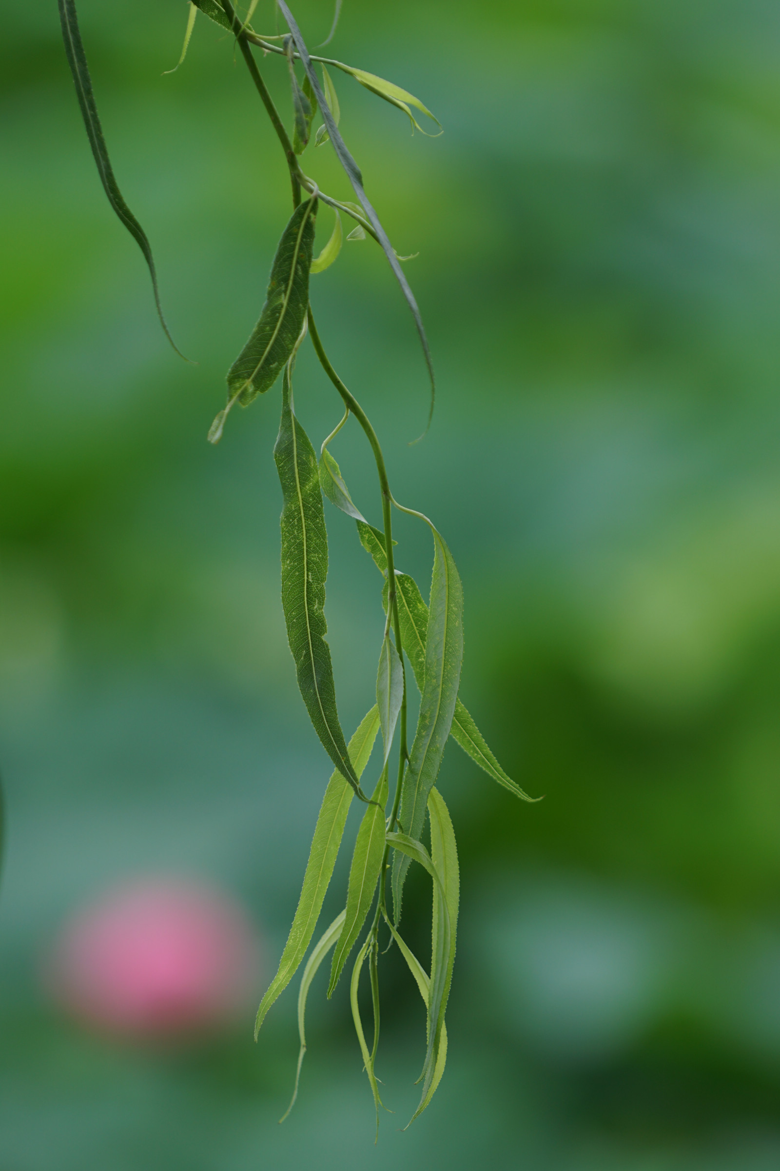 Japan, natur, græs, afdeling, grøn, Sony, Tokyo, urt, Jp, blad, blomst, plante, flora, knop, CC, Ueno, a6300, 6300, kreative fællesheder, fe70200mm, fe70200mmf4goss, Shinobazu, wildflower, fremstille, botanik, jord plante, blomstrende plante, tæt på, Busk, makrofotografering, græs familie, stængelplante