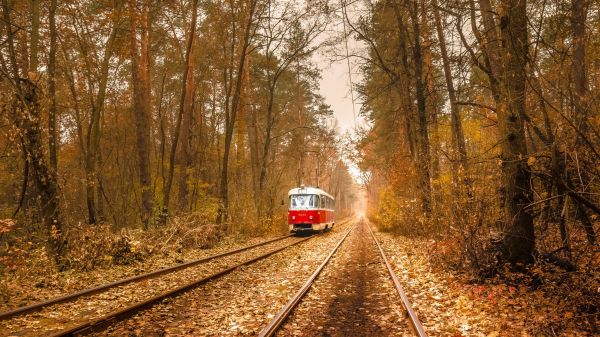 sunlight, trees, forest, leaves, nature, fall