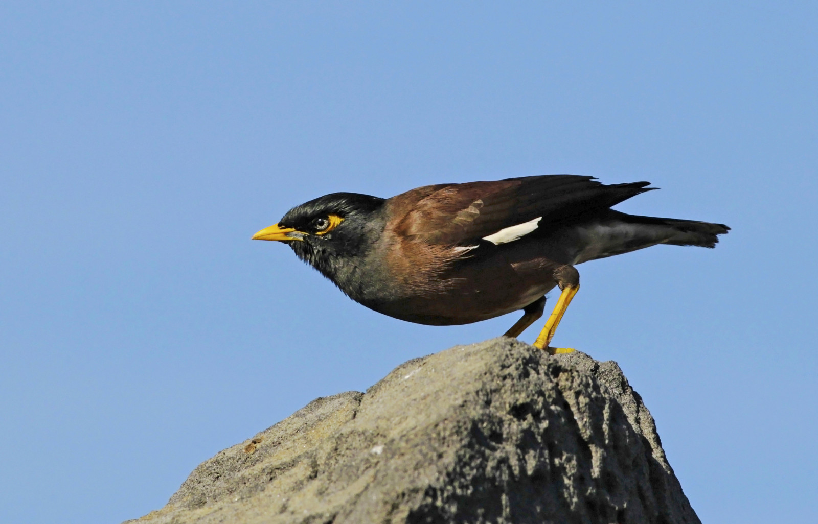 fugl, fauna, næb, Acridotheres, dyreliv, siddepinde fugl, common myna, himmel, solsort, finke, fjer, vinge