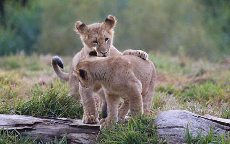 2560x1600 px,bébé,Carnivore,chat,chats,lionceau