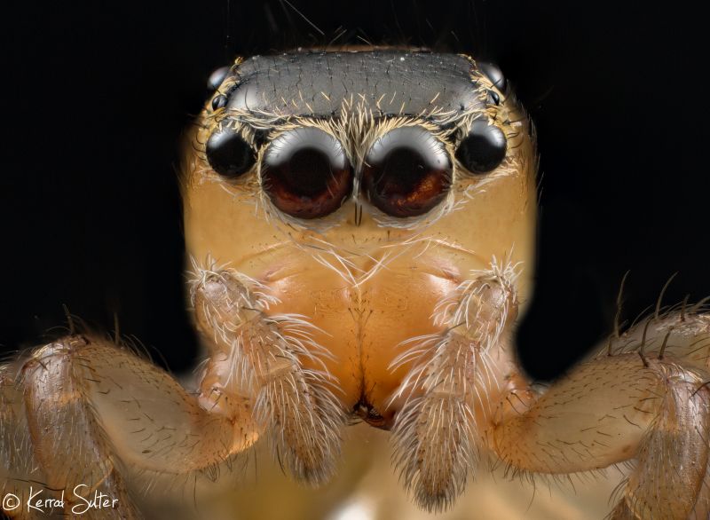 έντομο,ασπόνδυλος,μακρο φωτογραφία,φράζω,φωτογραφία,πανίδα