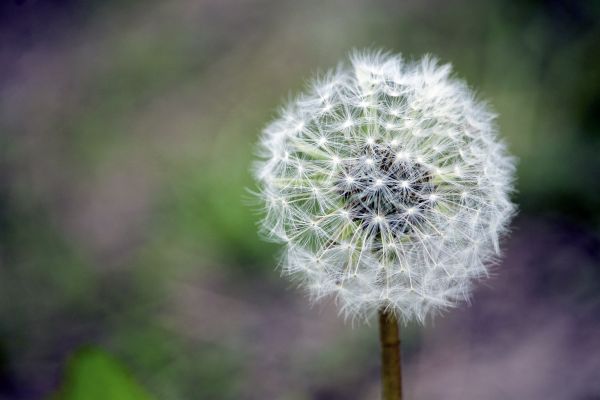 flower,dandelion,down,stem