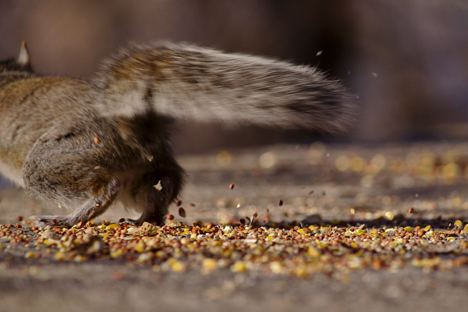 humor, humor, grappig, eekhoorn, dier, dieren in het wild, feeding, Zonnig, winter, februari, Manhattan, New York, newyorkcity, nyc, pret, onderschrift