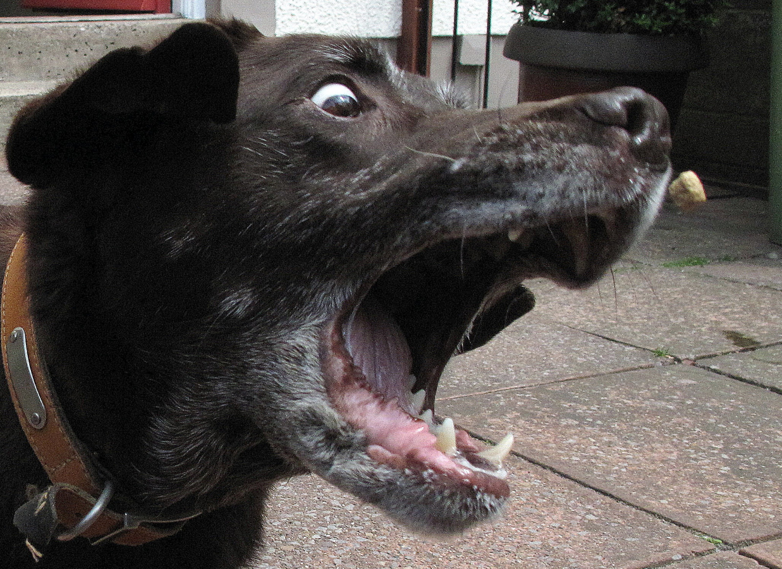 Wallpaper : dog, Canon, crazy, action, teeth, g10 2055x1496 - - 941445