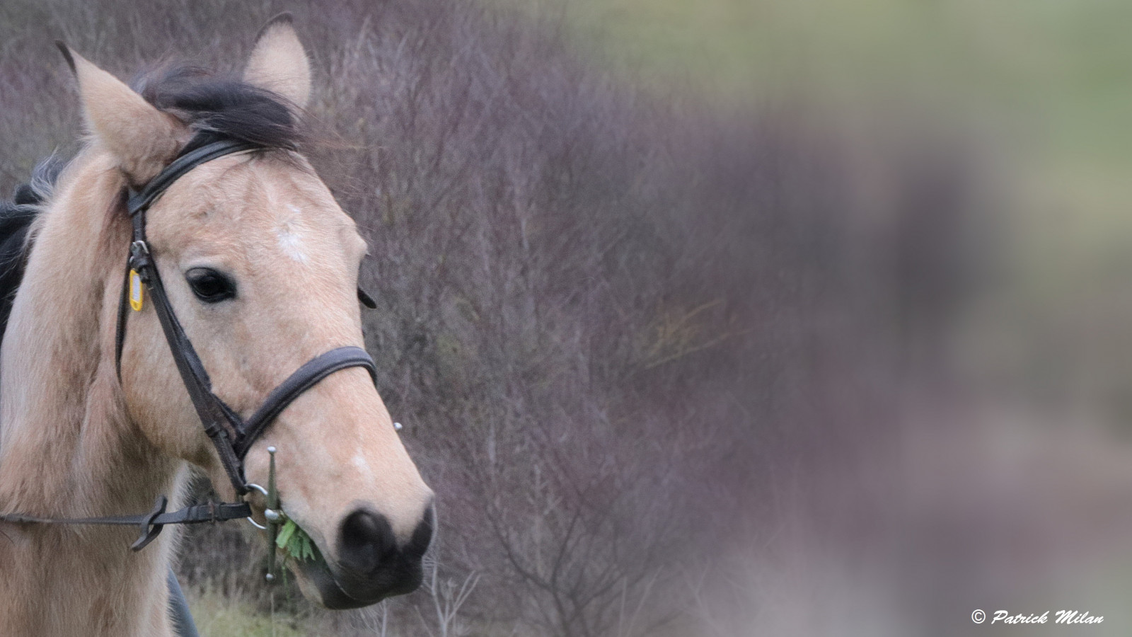 cavallo, pony, Po, bestiame, Rein, cavalla, Plouguin, Ploudalmezeau, Portsall, Kersaint, Landunvez, landeda, Lannilis, Tréglonou, Saint-Pabu, Pabu, abers, Brittany, bretagne, BZH, saintrenan, Renan, Lanildut, aberwrach, Lampaul, plouarzel, Breles, cheval, grugno, criniera, cavallo come mammifero, stallone, cavallo mustang, bestia da soma, briglia, finimenti, finistere, equestre, finimenti per cavalli
