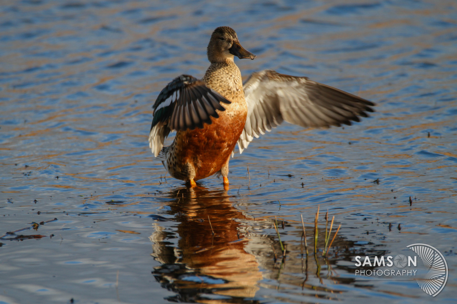 voda, Příroda, odraz, mech, Volně žijících živočichů, Kánon, kachna, husa, zobák, divoká kachna, pták, pozorování ptáků, mimo, Pírko, přírodní rezervace, křídlo, 7d, canon7d, fauna, Aves, vodní ptáci, kachna, vodní pták, kachen, hus a labutě, shorebird, RSPB, mallardduck, Leighton, seaduck, Mergus, leightonmoss, Eoscanon, Rspbleightonmoss, Samsonfotografie