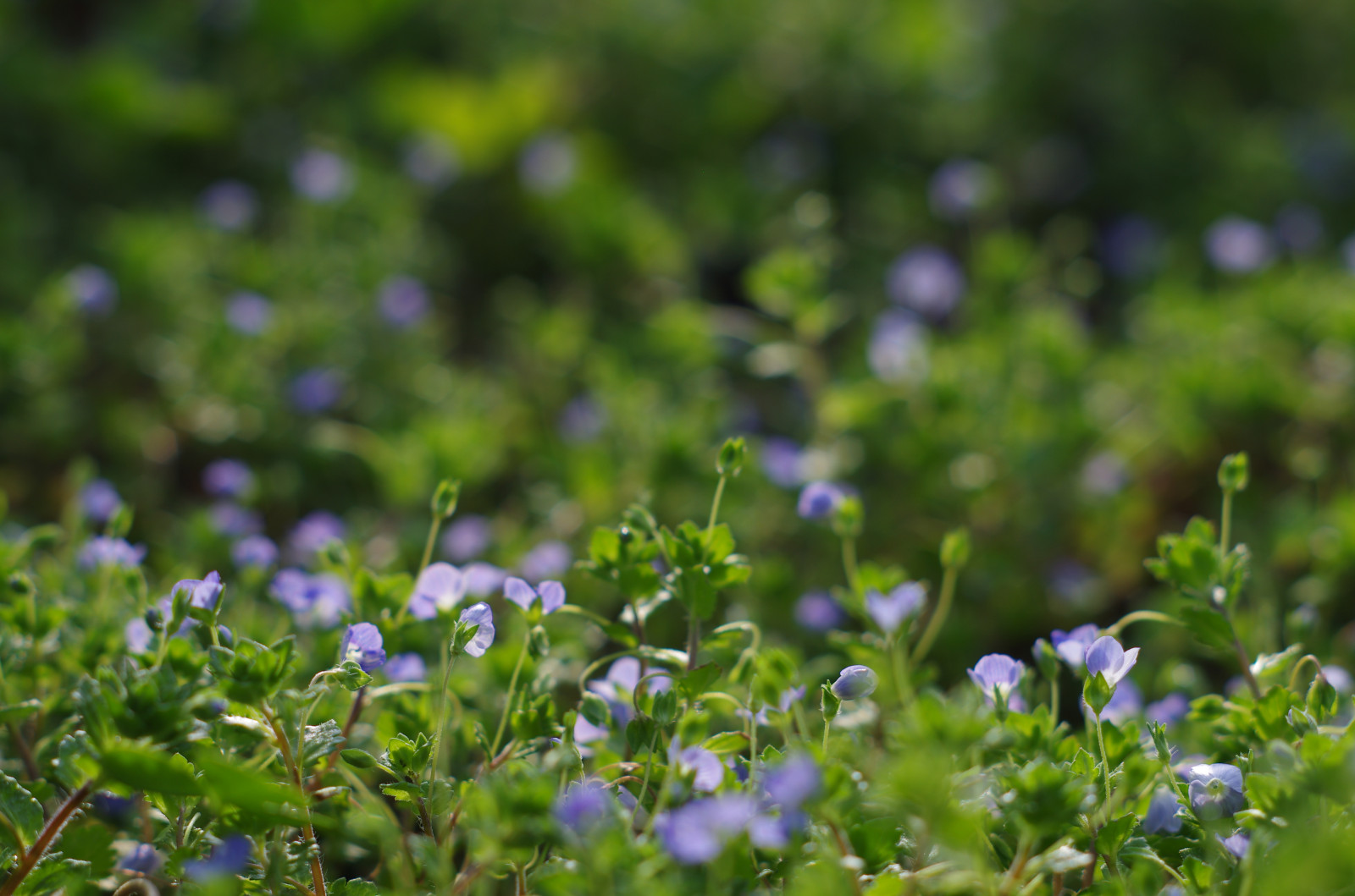 จัสมิน, spring flower, ฤดูใบไม้ผลิ