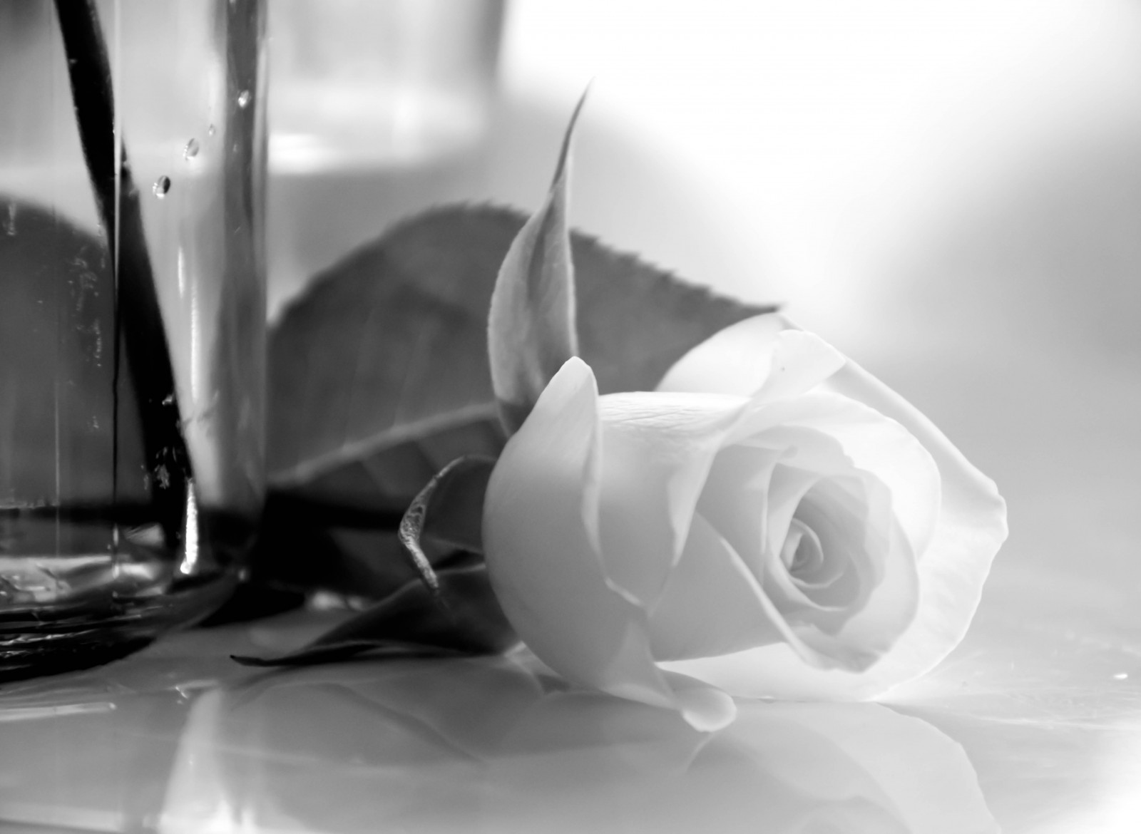 bílý, Černá, černobílý, odraz, fotografování, růže, Ros, Sverige, Černý a bílý, květ, tělesné, sk nel n, se, spegling, Blomma, ljus, Malmo, blommor, svartvitt, okvětní lístek, Černý a bílý, monochromatické fotografování, zblízka, makro fotografie, zátiší fotografování