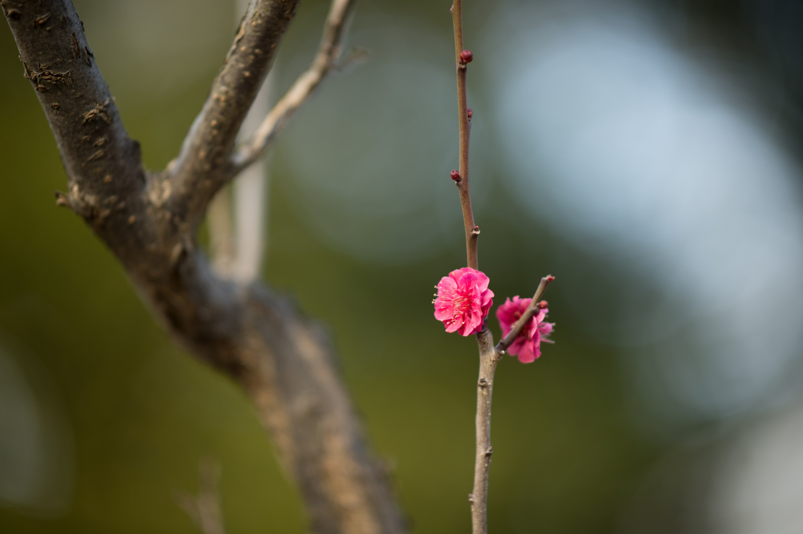 Giappone, natura, rosso, fotografia, ramo, verde, Nikon, fiorire, primavera, Tokyo, Jp, albero, NIKKOR, foglia, fiore, pianta, ume, flora, germoglio, afs105mmf14eed, afsnikkor105mmf14eed, df, ikegamibaien, Ikegami, japaneseapricot, fauna, ramoscello, produrre, botanica, avvicinamento, fotografia macro, spine spine e aculei, staminali vegetali