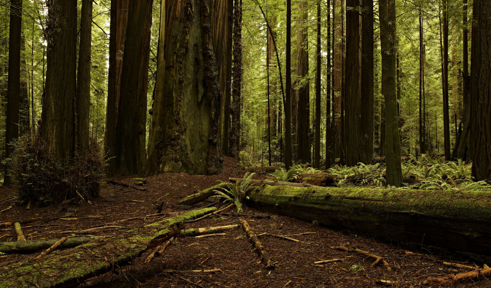 slunečnímu záření, stromy, krajina, les, listy, Příroda, rostliny, dřevo, větev, mech, zelená, kapradiny, záznam, divočina, džungle, mrtvé stromy, deštný prales, strom, podzim, list, rostlina, zálesí, háj, místo výskytu, přírodní prostředí, atmosférický jev, dřevina, geografický rys, ekosystém, mírné jehličnatý les, biome, kufr, prales, smíšený les, opadavý, 3600x2112 px