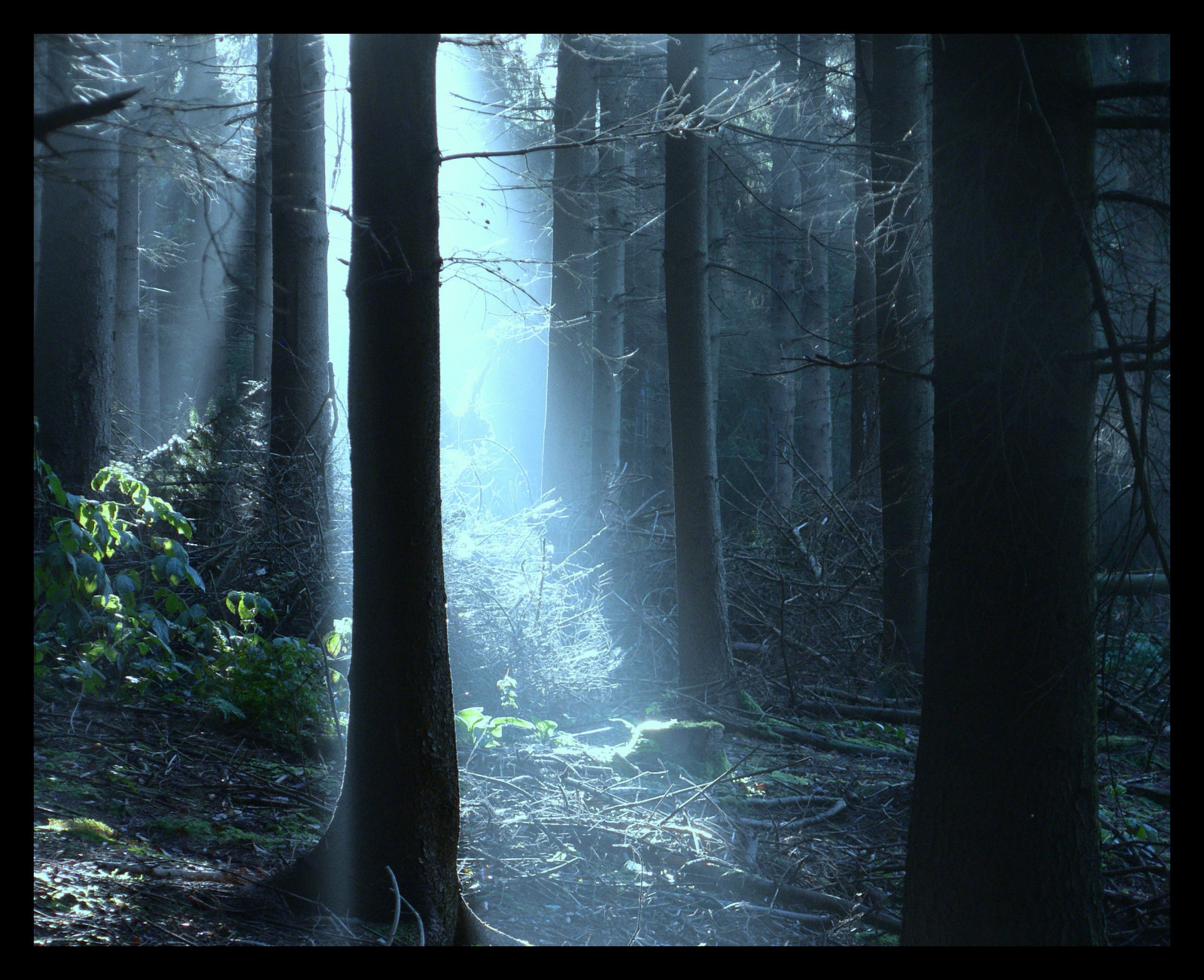 slunečnímu záření, les, Příroda, odraz, dřevo, svítání, Německo, kouzlo, slunce, měsíční svit, atmosféra, UMĚNÍ, světlo, paprsek, mystický, strom, saariysqualitypictures, elitegalleryaoi, tma, tvořivý, mystik, theunforgettablepictures, bestcapturesaoi, platinumphoto, Snímek obrazovky, Oberberg, vanagram, místo výskytu, přírodní prostředí, atmosférický jev, počítač tapeta, magicalmorning