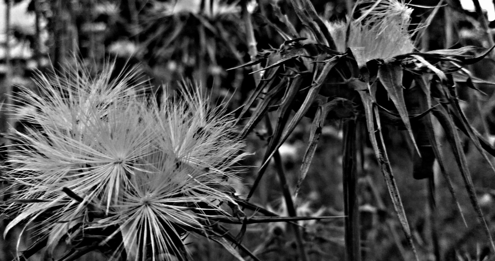 schwarz, einfarbig, Natur, Gras, Fotografie, Ast, Frost, Baum, Blatt, Blume, Pflanze, Flora, Schwarz und weiß, Monochrome fotografie, Botanik, Landanlage, blühende Pflanze, Nahansicht, Makrofotografie, Dornen Stacheln und Stacheln, Grasfamilie, Pflanzenstamm