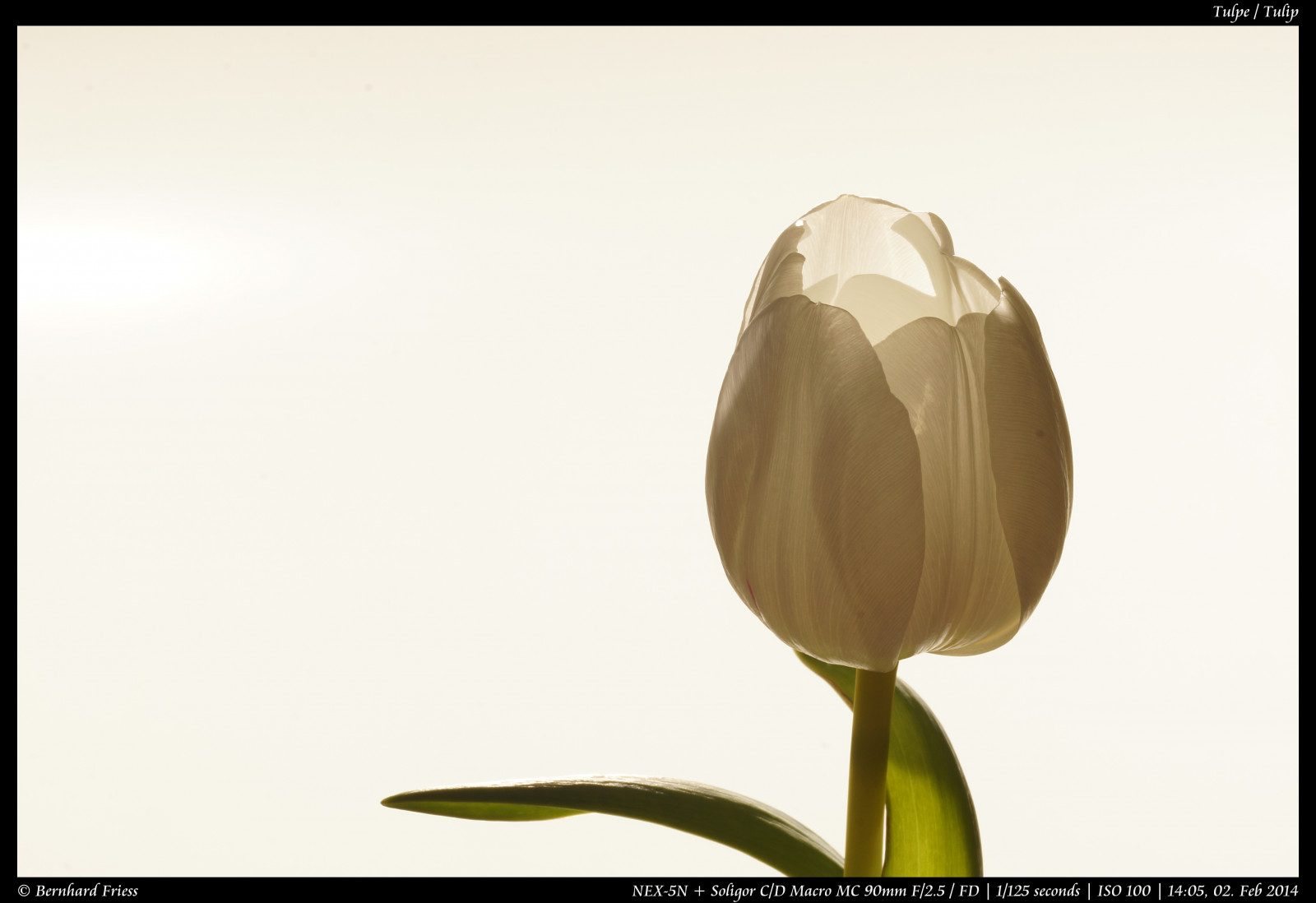 Fotoaparát, květiny, originál, zima, světlo, tělesné, makro, UMĚNÍ, Photoshop, Kánon, vinobraní, Německo, ven, objektiv, deutschland, primární, licht, zajímavý, Europa, Evropa, flickr, fotografie, Ne, kunst, Sony, Blikat, květy, blumen, koťata, nejlepší, prozkoumat, většina, barevný, pevný, manuál, rovný, alfa, oblíbený, délka, makro, prudký útok, 90mm, Nekupírované, farbig, Bernhard, únor, originální, fd, bl deset, SOLIGOR, ohniskový, následné zpracování, nex, Bádensko-Württembersko, Manuelle, OOC, interessant, Unbearbeitet, Klassisch, Rheinneckar, festbrennweite, entdecken, sooc, Friess, Ketsch, 5n, web |, emount, fluidr, Unverf lscht