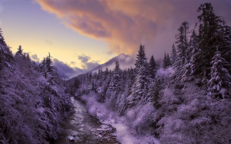 trees, landscape, forest, sunset, nature, sky trees, landscape, forest, sunset, nature, sky