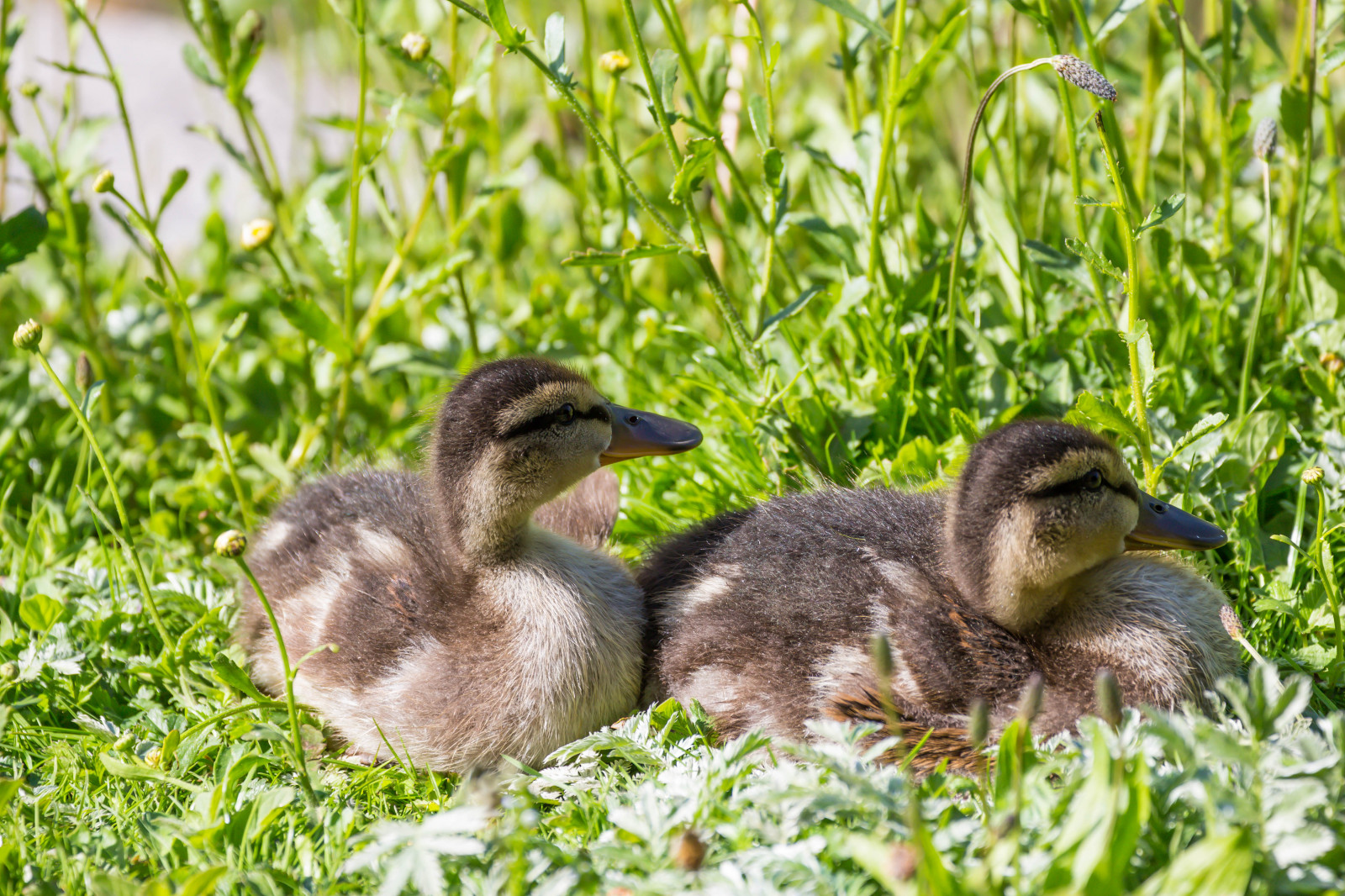 ธรรมชาติ, หญ้า, สัตว์ป่า, เป็ด, ห่าน, ปาก, Mallard, นก, มัลโม, pildammsparken, f เจล, กล้องทำให้ Canon, ตำแหน่งทางภูมิศาสตร์, รูรับแสง 56, ความยาวคลื่น exif 200 มม, exif ทำให้ canon, exif isospeed 100, exif เลนส์ ef70300mmf456lisusm, เป็ด, กล้องถ่ายรูป canoneos100d, exif model canoneos100d, สัตว์ป่า, นกน้ำ, สัตว์มีกระดูกสันหลัง, นกน้ำ, ห่านห่านและห่าน