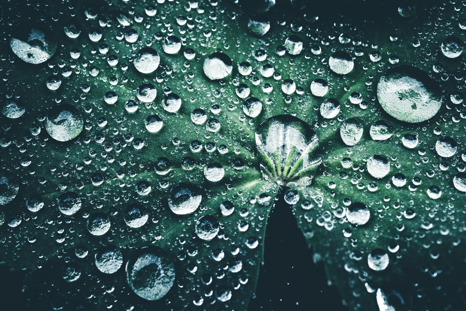 folha, gotas, fechar-se, orvalho
