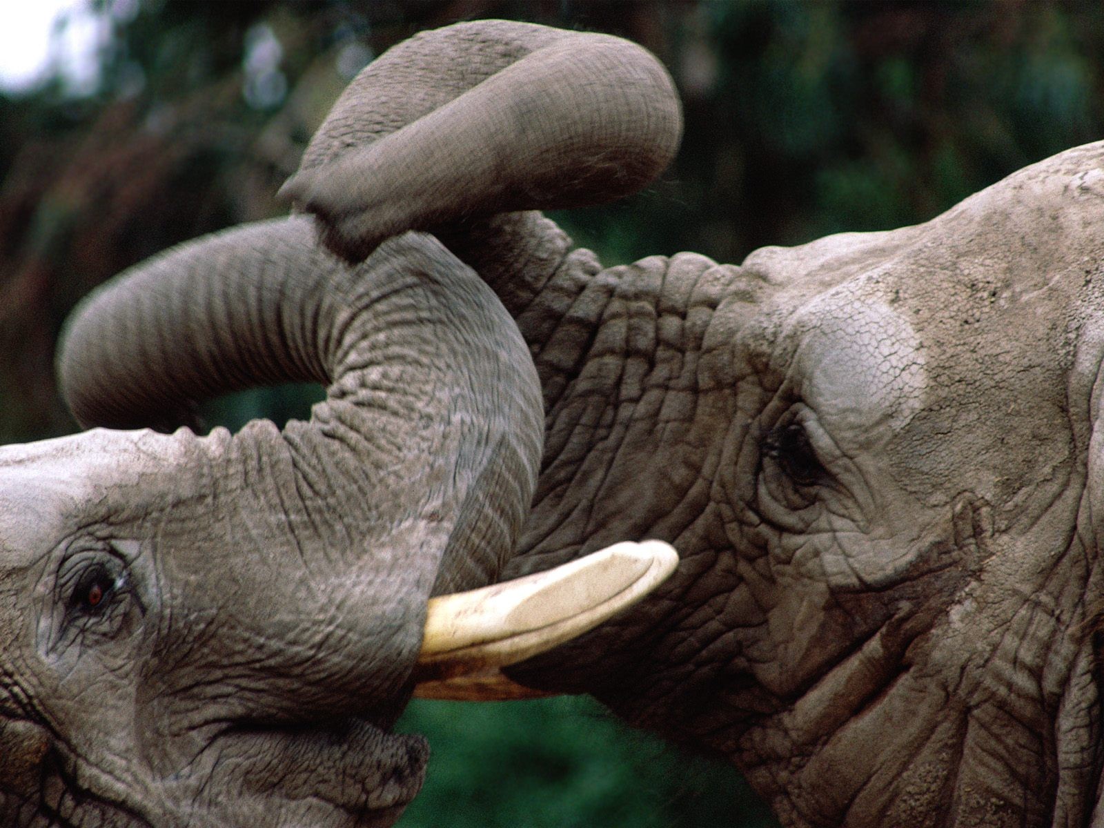 Elephant 6 тонн dgte. пять слонов. кения слоны. 6 слон. Shaba.