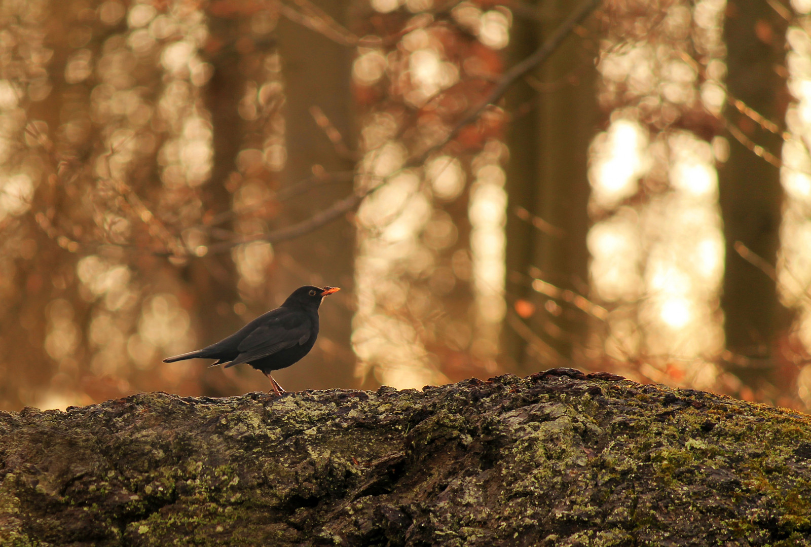 luce del sole, alberi, paesaggio, foresta, nero, tramonto, creatura, natura, ombra, inverno, piume, ramo, mattina, natura, Canone, arancia, bokeh, pomeriggio, becco, rurale, 2014, leggero, pezzato, albero, autunno, foglia, pianta, uccello, ombra, campagna, boschi, merlo, Gran Bretagna, fauna, bosco, sole invernale, ramoscello, appollaiati uccelli, ecosistema, tronco, deciduo, vecchio mondo pigliamosche, eos1100d, Blenheim Palace, vasto spazio all'aperto, turdusmerula, Visione esterna 0586, Cielo di vista 0648, Woosellcocke
