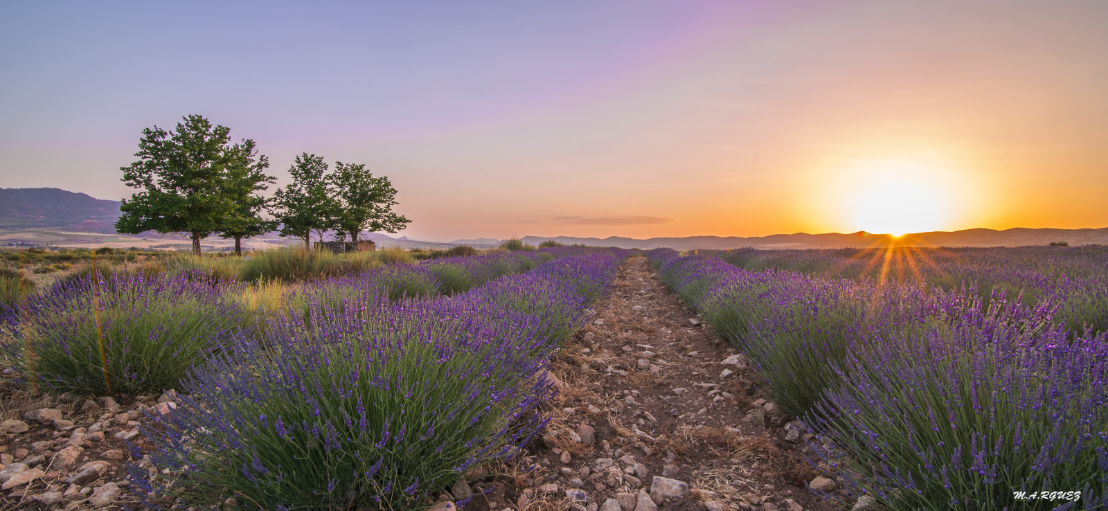 Wallpaper flowers, sunset, tree, Spain, purple, lavender, murcia