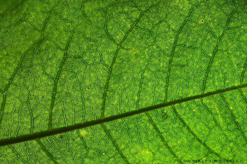 folha, verde, vegetação, grama, plantar, Família da grama folha, verde, vegetação, grama, plantar, Família da grama