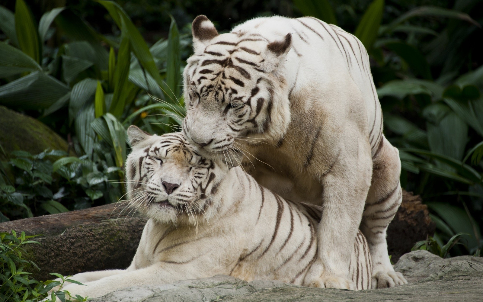 Hintergrundbilder : Tiere, Natur, Tiger, Tierwelt, große Katzen, Zoo