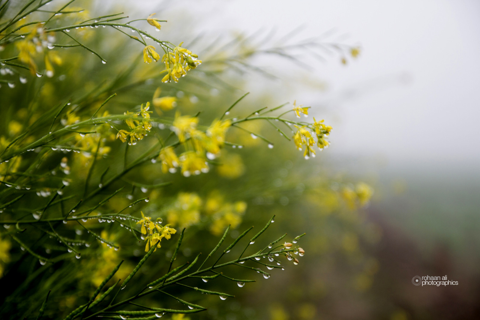 แสงแดด, ธรรมชาติ, หญ้า, ฤดูหนาว, ฟิลด์, สาขา, สีเขียว, สีเหลือง, เช้า, ฟาร์ม, พี่น้อง, เบ่งบาน, น้ำค้าง, ต้นไม้, ฤดูใบไม้ร่วง, ใบไม้, ดอกไม้, ปลูก, พืช, หยด, คาโนลา, ทุ่งหญ้า, สี่, ดอกไม้ป่า, วอลล์เปเปอร์คอมพิวเตอร์, พฤกษศาสตร์, ไม้ยืนต้น, ใกล้ชิด, การถ่ายภาพมาโคร, ครอบครัวหญ้า, ต้นกำเนิด