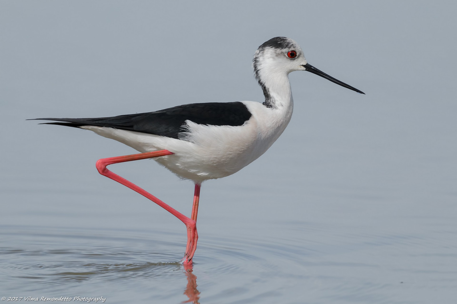 cavaliereditalia, limicoli, birdwatching, uccelli, natura, selvaggio