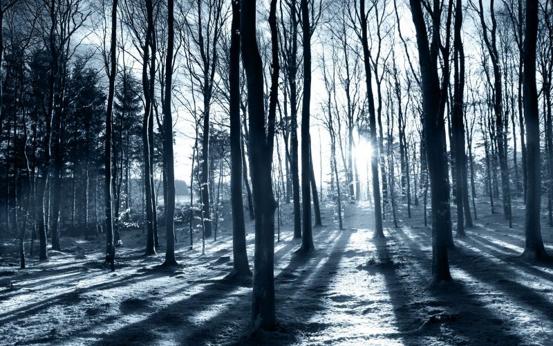 slunečnímu záření, krajina, les, černobílý, Příroda, sníh slunečnímu záření, krajina, les, černobílý, Příroda, sníh