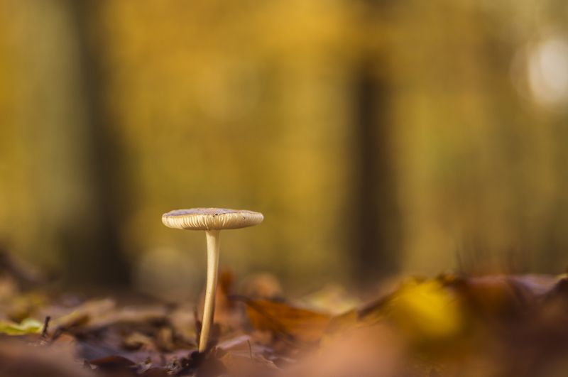 champignon,svampe,paddenstoel,pilze,beyondbokeh,beukwortelzwam