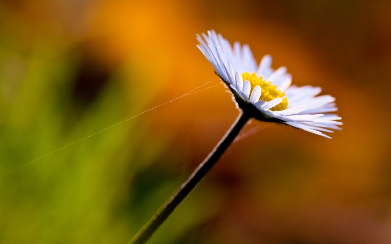 slunečnímu záření, Příroda, pole, fotografování, žlutý, tráva