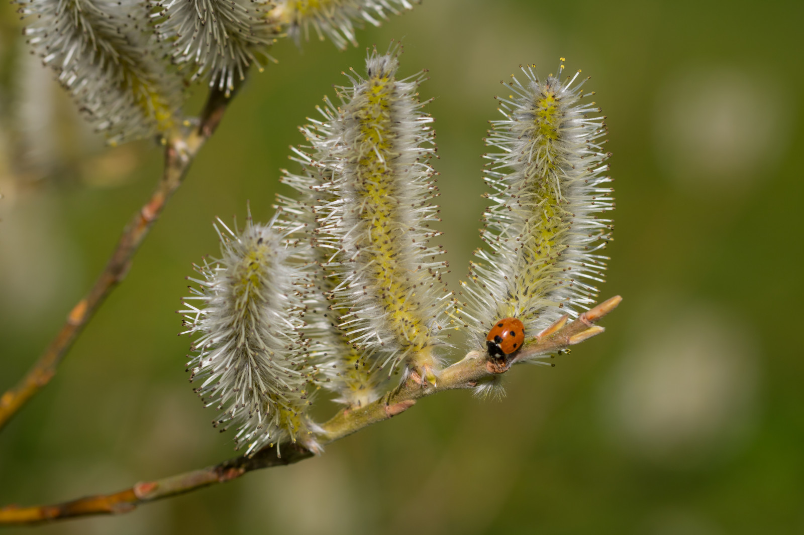 Wallpaper : nature, branch, insect, wildlife, spring, Caterpillar, tree ...