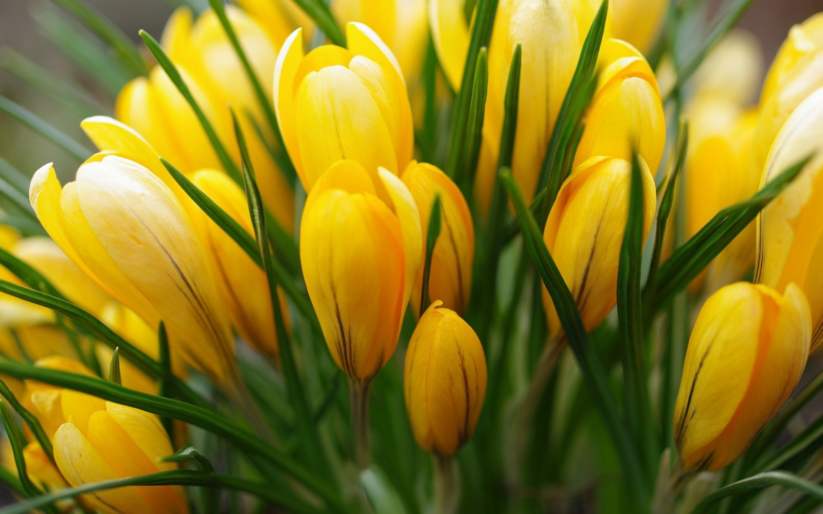 Wallpaper : crocus, yellow, flower, buds 1680x1050 - wallup - 996744