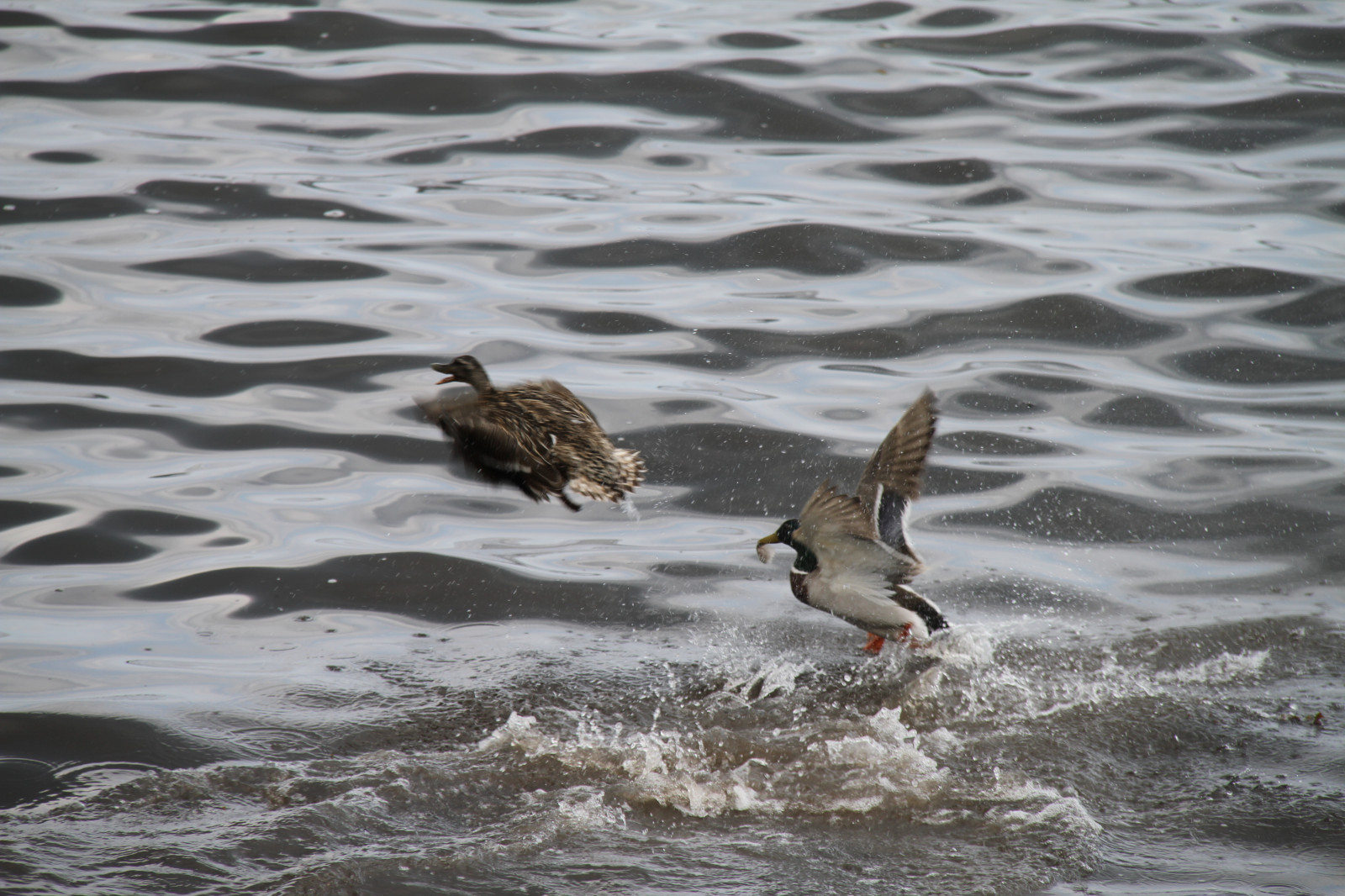 ptactvo, zvěř, moře, voda, pobřeží, Volně žijících živočichů, kachna, divoká kachna, pták, smygehuk, birdswater, křídlo, fauna, vodní ptáci, obratlovců, vodní pták, kachen, hus a labutě, shorebird, seaduck, Mergus
