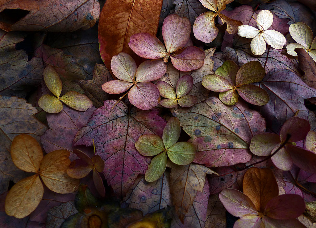 Wallpaper flowers, leaves, collection, hydrangea, dried, autumnal