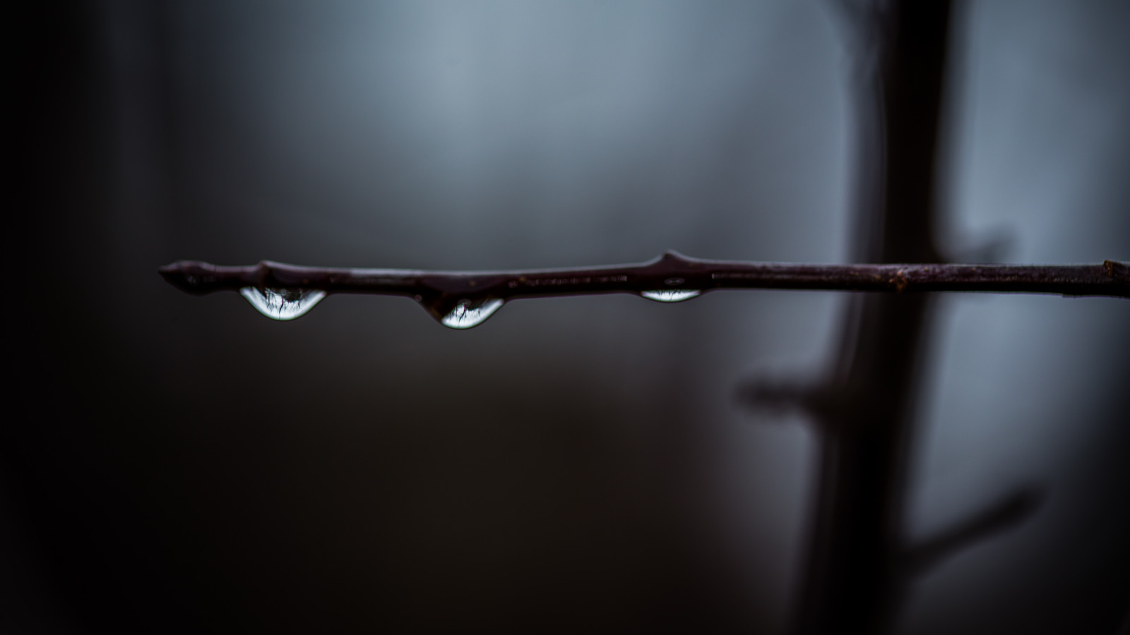 สีขาว, ดำ, ขาวดำ, น้ำ, ธรรมชาติ, การสะท้อน, การถ่ายภาพ, แมโคร, สาขา, bokeh, เวอร์จิเนีย, ศิลปะ, เบา, หยด, หยด, makro, natur, รูปร่าง, ความมืด, วิจิตรศิลป์, สหรัฐ, ilobsterit, ดำและขาว, ถ่ายภาพขาวดำ, ใกล้ชิด, การถ่ายภาพมาโคร, virginiabeach, lipoma, Kunstwelt, โฟโต้เฟล, Geeea, Lipom, crowdmedia, drachenfanger, andreasmgiesea, darchenfanger