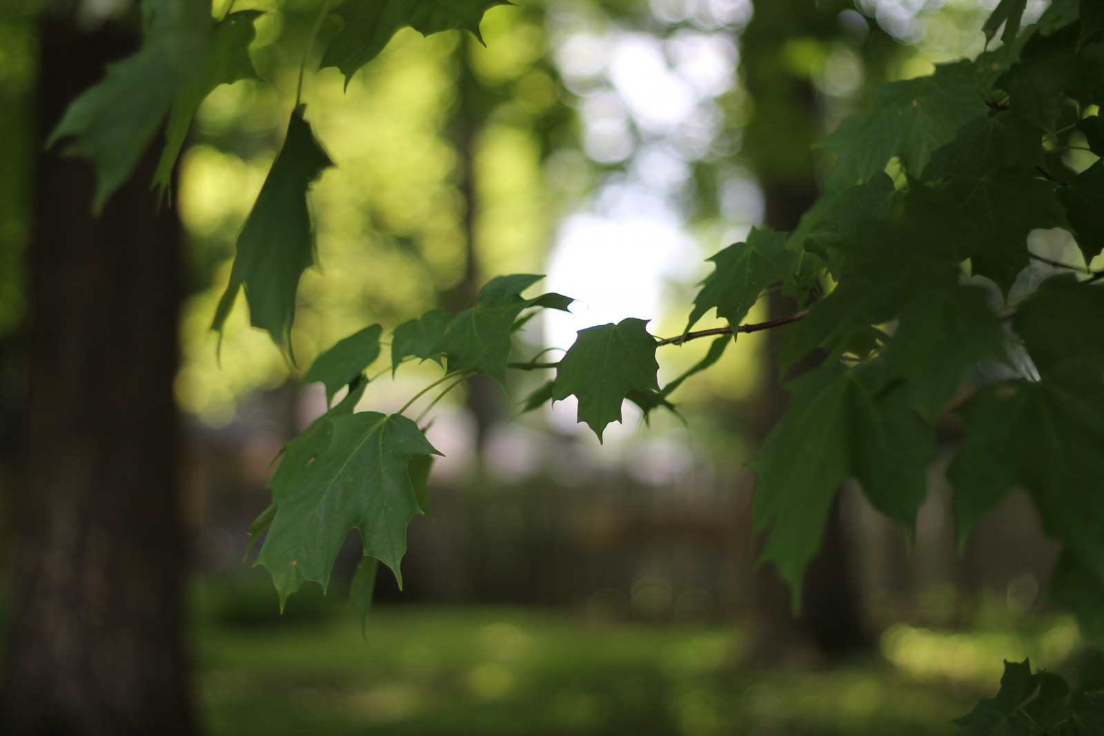 slunečnímu záření, stromy, les, listy, zahrada, Příroda, větev, zelená, bokeh, světlo, strom, hloubka pole, podzim, list, květ, rostlina, sezóna, dof, snění, zálesí, botanika, suchozemská rostlina, kvetoucí rostlina, dřevina, opadavý, zeleň